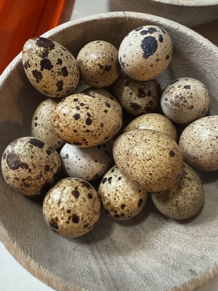 Plummery photo 1_600H