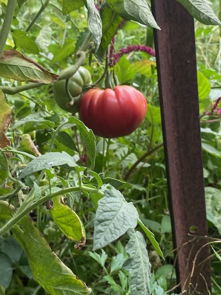 Plummery photo 2_600H